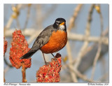 Merle d'Amérique American robin