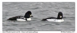 Garrot d'Islande - Barrow's goldeneye