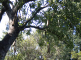A giant sausage tree.jpg
