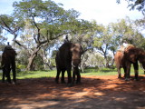 The biggest elephats.jpg