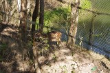 Deer at Meghla Safari.jpg