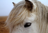Borgarfjarðar Gráni