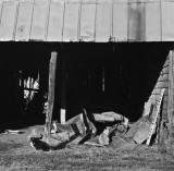 Four cats, Smithfield, Virginia, 2010.jpg