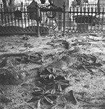 Magnolia roots and graves, Edenton, North Carolina, 2010.jpg