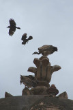 Crows Attacking Vultures