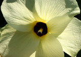 Hibiscus - Robert Wagner Jr Park