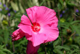 Hibiscus - Robert Wagner Jr Park