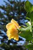 Hibiscus - Home Gardens