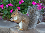 Mimi's Cracker Treat