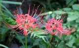 Nerine Blossoms