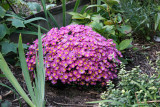Chrysanthemums