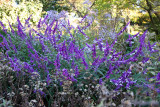 Shakespeare Garden Area - Unknown Blue Flowers