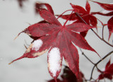 Japanese Red Leaf Maple Foliage