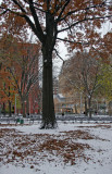 Oak Tree, NYU Library & Student Center