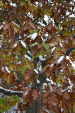 Snow on Oak Tree Foliage