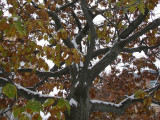 Snow on Oak Tree Foliage