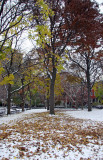 Northwest View with Mostly Maple Tree Ground Foliage on Snow