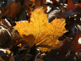 Mostly Maple Tree Ground Foliage