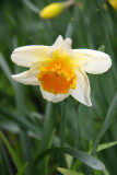 Daffodil