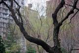 Cherry & Willow Trees