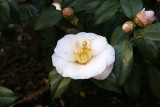 Camellia Blossom