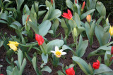 Tulips
