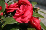 Red Camellias