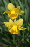 Daffodils