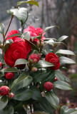 Red Camellia Bush