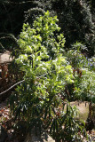 Jacob's Ladder - Rock Garden