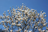 Magnolias