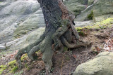 Hanging On to the Harlem Meer Shore