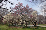 Magnolia Trees in Bloom - Magnolia Hill