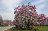 Magnolia Trees in Bloom - Magnolia Hill