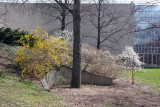 Metropolitan Museum Spring Garden near Magnolia Hill