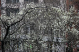 Pear Tree Blossoms
