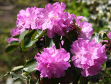 Azaleas - Ascension Church Garden