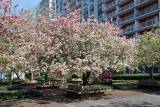 Crab Apple Tree Blossoms
