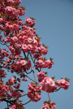 Cherry Tree Blossoms
