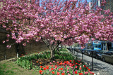 Cherry Tree Blossoms & Tulips