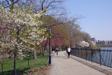 Cherry Blossoms by the Reservoir - Central Park West