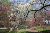 Cherry Blossoms by the Reservoir - Central Park West