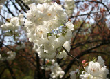 Cherry Blossoms by the Reservoir - Central Park West