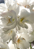 Cherry Blossoms by the Reservoir - Central Park West