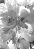 Cherry Blossoms by the Reservoir - Central Park West