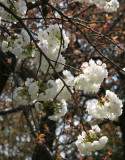 Cherry Blossoms by the Reservoir - Central Park West