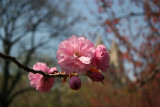 Cherry Blossoms by the Reservoir - Central Park West
