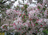 Crab Apple Tree Blossoms