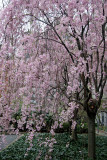 Cherry Tree Blossoms