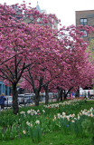 Cherry Tree Blossoms